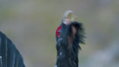 Male-western-capercaillie-roost-on-lek-site-in-lekking-season-close-up-in-pine-forest-morning-light