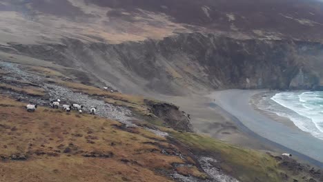 Aerial-shot-of-sheeps-graze-at-top-of-a-cliff-in-Ireland-keel-beach-co-mayo