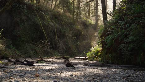 Farn-Canyon-Mit-Lichtstrahlen,-Die-Durch-Die-Bäume-Im-Redwood-Nationalpark-Kommen