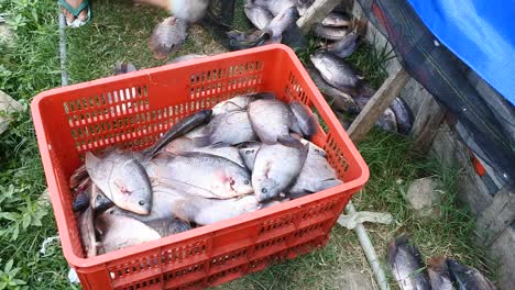 dozens-of-The-Nile-tilapia-fish-were-beaten-before-cooking