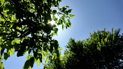 The-sun-shining-through-the-green-leaves-of-the-tree