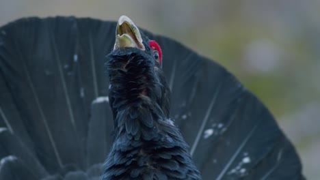 El-Urogallo-Occidental-Macho-Se-Posa-En-El-Sitio-De-Lek-En-La-Temporada-De-Lekking-Cerca-Del-Bosque-De-Pinos-A-La-Luz-De-La-Mañana