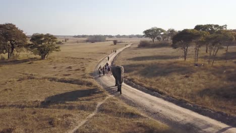 Eine-Gruppe-Freiwilliger-Geht-Mit-Einem-Großen-Elefanten-Durch-Den-Afrikanischen-Busch
