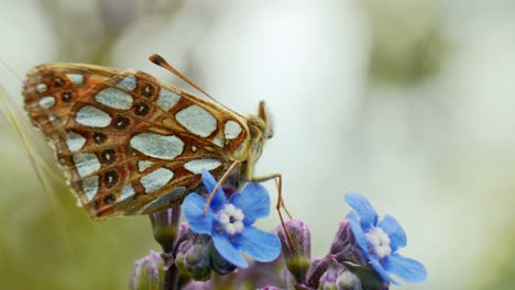 A-butterfly-elegantly-perches-on-a-flower,-soaking-in-the-sun's-gentle-rays-in-a-tranquil-natural-setting