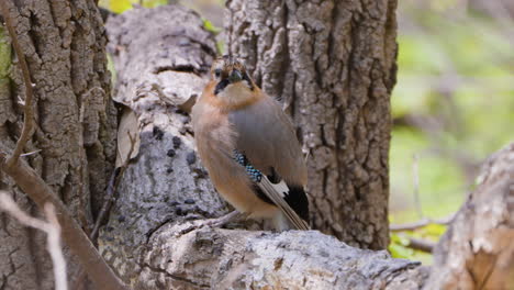 Eurasian-jay--Perched-on-branch-close-up
