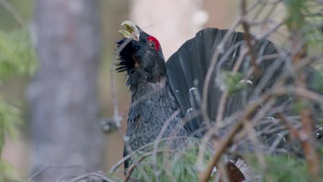 Male-western-capercaillie-roost-on-lek-site-in-lekking-season-close-up-in-pine-forest-morning-light