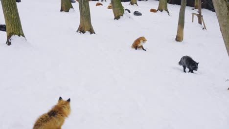 Foxes-in-the-Snow,-Two-Red-Fox-and-One-Rare-Black-Fox-in-Miyagi-Japan