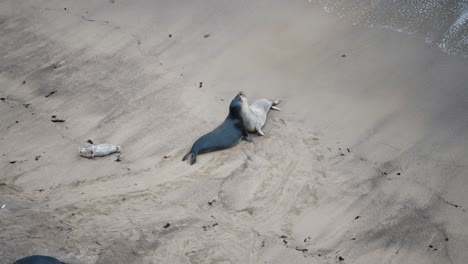 Two-male-elephant-seals-fighting-and-showing-aggression