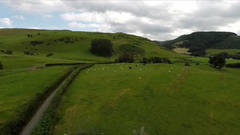 Machynlleth-sheep-farm-in-Wales-with-drone-video-moving-over-barn-and-forward