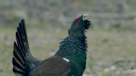 Male-western-capercaillie-roost-on-lek-site-in-lekking-season-close-up-in-pine-forest-morning-light