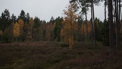 Herbstwald-Mit-Bunten-Bäumen-In-Verschiedenen-Größen