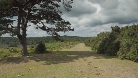 New-Forest-trail-past-heathland-into-the-pine-woods,-slider-shot
