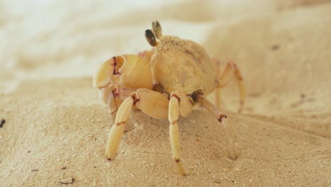 Nahaufnahme-Einer-Hübschen-Kleinen-Sandkrabbe,-Die-Durch-Heißen-Sand-Wandert-Und-Versucht,-Der-Kamera-Zu-Entkommen