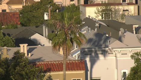 Palmera-Que-Se-Eleva-Sobre-El-Edificio-De-Apartamentos---San-Francisco