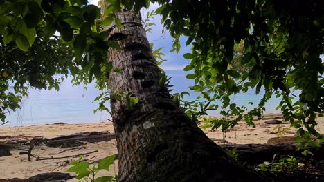 Árbol-Y-Sombra-En-Una-Playa-Tropical-Desierta-Y-Una-Isla-Exótica-Deshabitada.