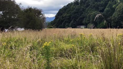 A-field-of-grass-with-a-bunk-house-in-the-distance-on-a-stormy-day,-Waikaremoana-Track,-New-Zealand