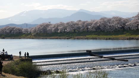 Landscape-natural-view-of-the-view-point-on-the-Shiroishi-river-side-with-many-cherry-blossom-trees-with-background-of-Japan-Alps-on-sunny-day-of-spring-season-in-Japan