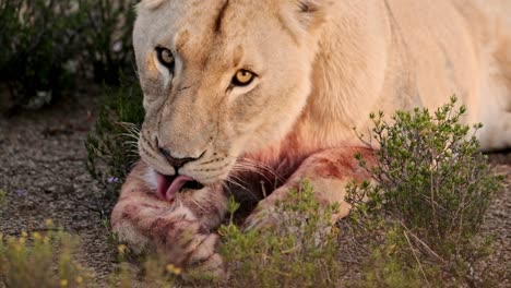 Lioness-licking-off-blood-from-herself-after-a-kill