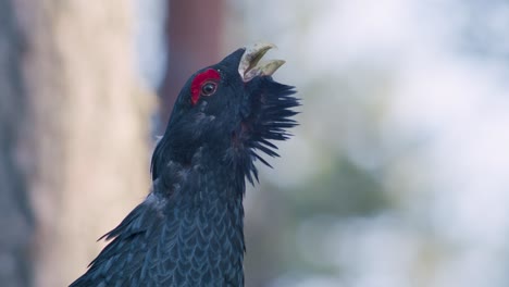 Male-western-capercaillie-roost-on-lek-site-in-lekking-season-close-up-in-pine-forest-morning-light