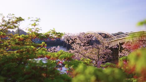 Escena-De-Primavera-En-Japón,-Puente-Iwakuni-Kintaikyo-Y-Flores-De-Cerezo