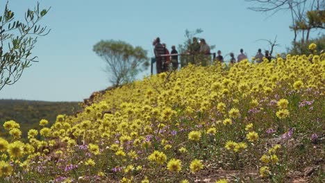 Flores-Silvestres-Amarillas-Eternas-Soplan-En-El-Viento-Mientras-Los-Turistas-Observan-El-Parque-De-Conservación-De-La-Costura-De-Carbón-En-Cámara-Lenta