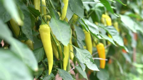 Scharfe-Paprika-Im-Garten.-Selektiver-Fokus