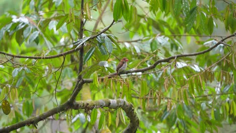 the-Banded-kingfisher-waits-for-the-in-the-tree