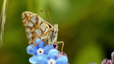 A-butterfly-elegantly-perches-on-a-flower,-soaking-in-the-sun's-gentle-rays-in-a-tranquil-natural-setting