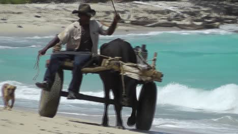 Ein-Lokaler-Kubanischer-Bauer-Fährt-Auf-Einem-Von-Einem-Ochsen-Gezogenen-Karren-Am-Strand-Entlang,-Um-Für-Ein-Kleines-Einkommen-Kokosnüsse-Und-Tropische-Früchte-An-Touristen-Zu-Verkaufen.-Dabei-Wird-Er-Von-Seinem-Hund-Begleitet.