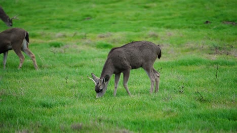 Primer-Plano-De-Un-Venado-Bura-En-La-Naturaleza