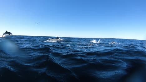 Delfines-Saltando-Fuera-Del-Agua,-Bajo-El-Agua-Y-Vista-Superior,-Destello-De-Lente