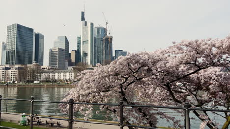 The-embankment-of-Frankfurt-am-Main-during-spring-with-cherry-blossoms,-tilting-hand-camera