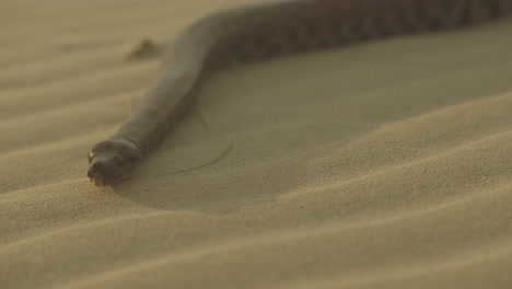 Cerca-De-Una-Gran-Serpiente-Sacando-La-Lengua-Silbando-Mientras-Se-Desliza-Sobre-La-Arena-Hacia-La-Cámara-En-El-Desierto-Dorado