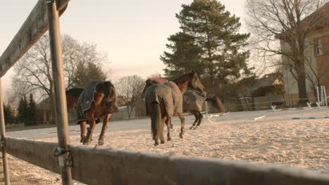 Pferde-Spielen-Und-Rennen-Morgens-Bei-Sonnenaufgang-In-Zeitlupe