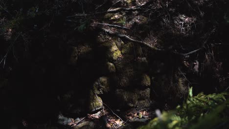 Sunlight-flickering-on-mossy-stones-in-forest---4K