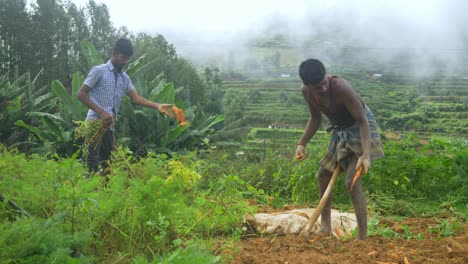 Farmers-harvesting-carrots-at-a-farm-in-a-rural-village