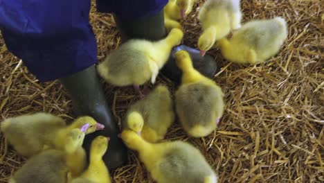 Goslings-pecking-on-farmers-boot-in-indoor-farm-in-spring