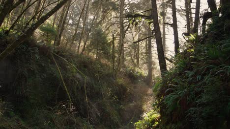 Espectacular-Toma-Panorámica-De-Un-Cañón-De-Helechos-En-El-Parque-Nacional-De-Redwood