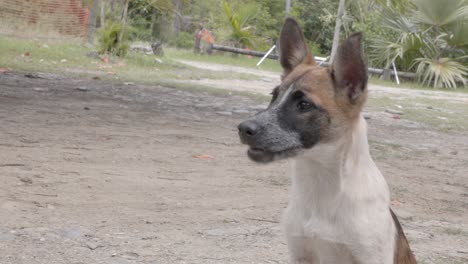 Hund-Wartet-Draußen-Und-Gähnt-Tagsüber