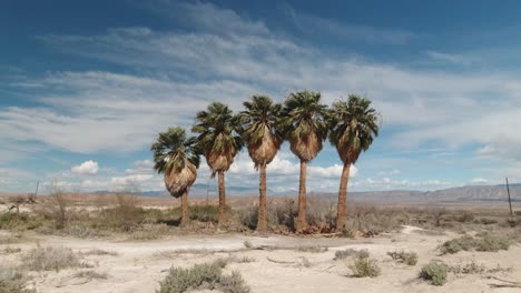 Slim-Creek-Oasis-Trees-in-the-Desert-Along-167-Lake-Mead-Highway-in-Nevada,-United-States