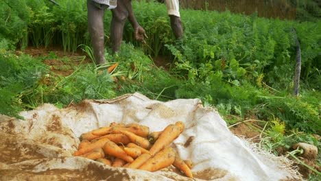Granjero-Cosechando-Zanahorias-En-Tierras-De-Cultivo