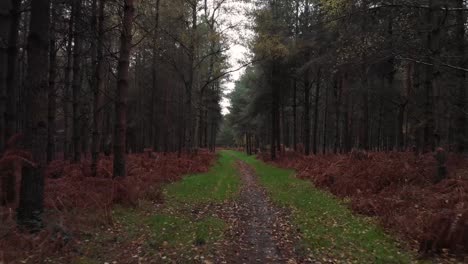 Video-Corto-Del-Accidente-De-Otoño-En-El-Hermoso-Bosque-Inglés