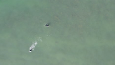 Two-surfers-lie-prone-on-their-boards,-paddling-with-their-hands,-as-seen-from-a-top-down-aerial-view,-embodying-the-themes-of-leisure,-freedom,-and-water-sports