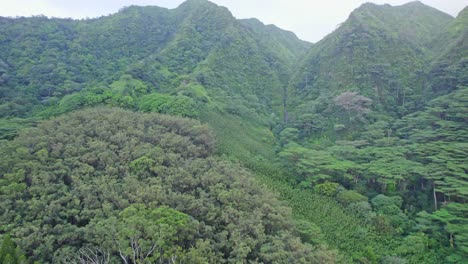 aerial-footage-of-dense-green-rainforest-covered-mountains-on-the-island-of-Oahu-Hawaii-as-it-leads-to-the-very-high-steep-waterfall-,-Mao'a-Falls-nestled-between-the-mountains
