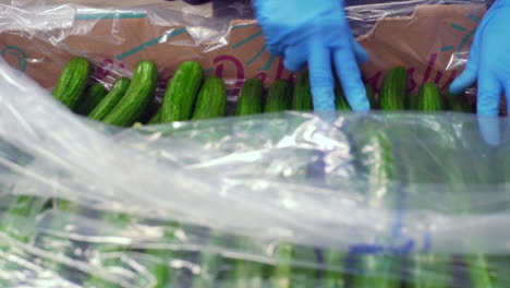 Worker-packaging-Cucumbers-in-box-for-sell