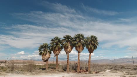 Slim-Creek-Oasis-Trees-with-Blue-Skies-Isolated-in-the-Desert-of-Nevada-Along-167-Lake-Mead-Highway,-USA