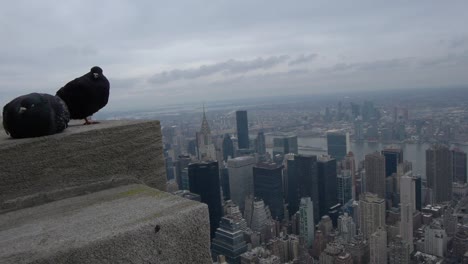 Zwei-Tauben-Sitzen-Auf-Einem-Felsvorsprung-Auf-Dem-Empire-State-Building-Mit-Blick-Auf-Touristen-Und-Manhattan