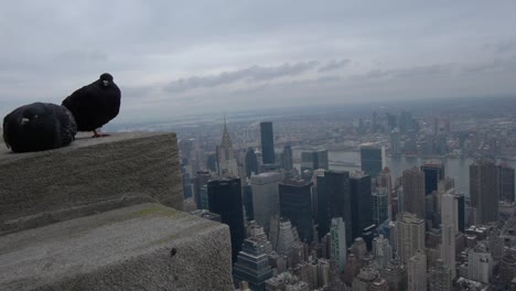 Dos-Palomas-Sentadas-En-Una-Repisa-Del-Empire-State-Building-Con-Vistas-A-Los-Turistas-Y-A-Manhattan.