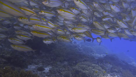 Taucher-Erkunden-Flache-Korallenriffe-Mit-Einem-Riesigen-Fischschwarm-In-Raja-Ampat