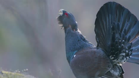 Male-western-capercaillie-roost-on-lek-site-in-lekking-season-close-up-in-pine-forest-morning-light